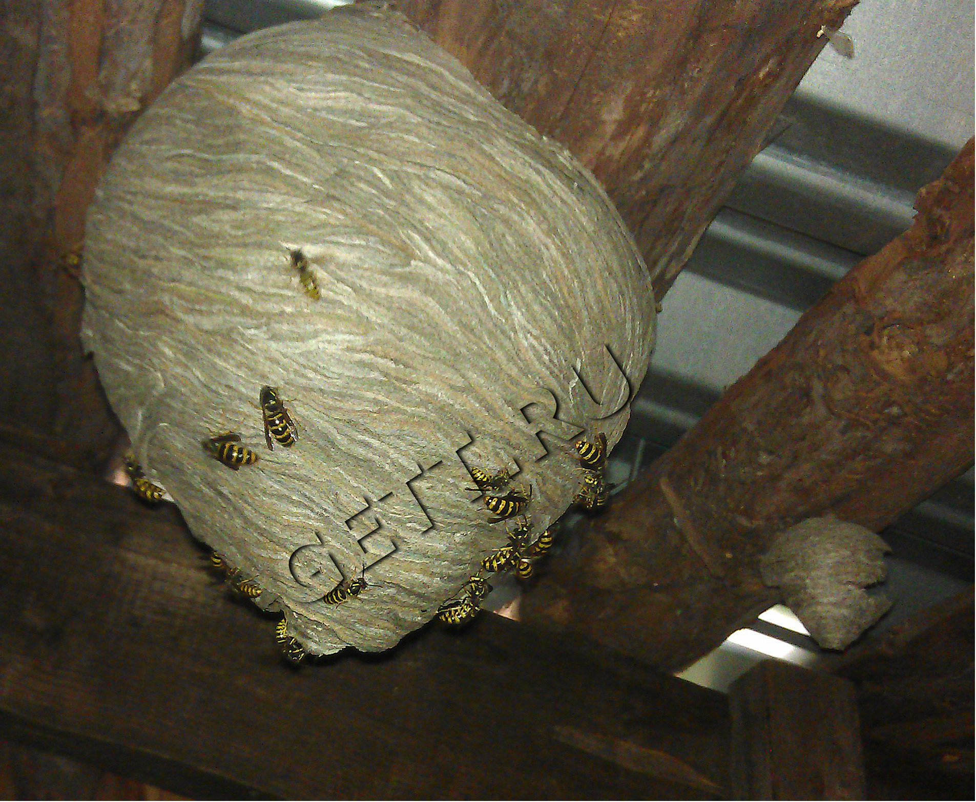 Типичное осиное гнездо средних размеров